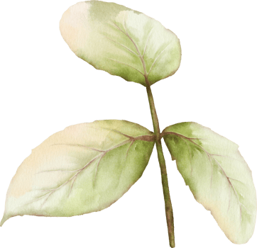 Green leaves of rose watercolor element collection png