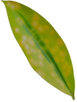 Realistic plant on transparent background png