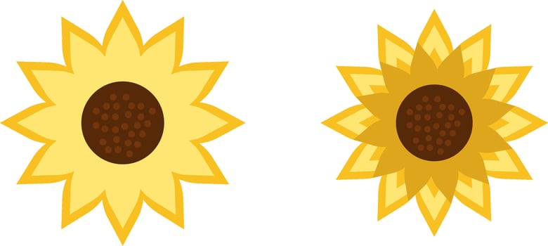 sun flower run vector