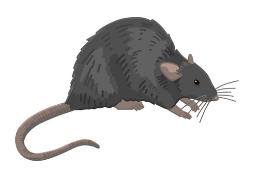 Rat clipart isolated on white. Cartoon style drawing of rodent wild animal. Halloween creepy fauna modern vector illustration.