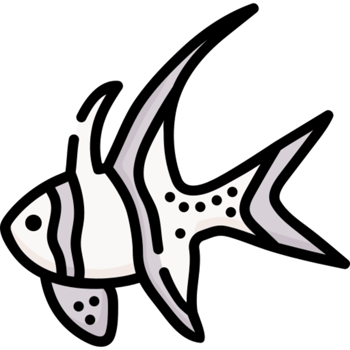 banggai cardinalfish icon design png