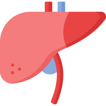 liver icon design png