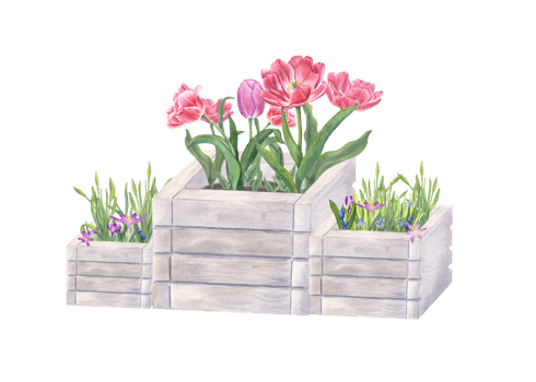 Pink double tulips, daffodils, crocus, scilla in wooden flower pots. Watercolor illustration for the design of postcards, booklets, flyers, labels, magazines png