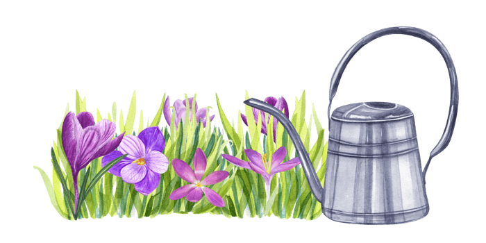 Illustration with flowerbed of crocuses and watering can, Composition with bright spring flowers, grass. Watercolor illustration for the design of booklets, flyers, labels, magazines png