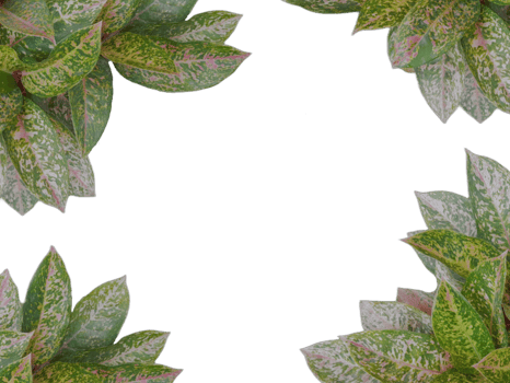 frame made of leaves isolated on transparent background png