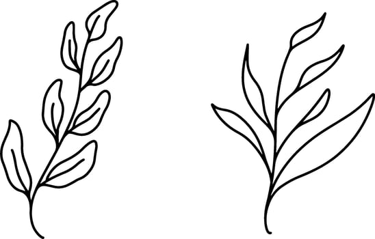 botanical line art vector