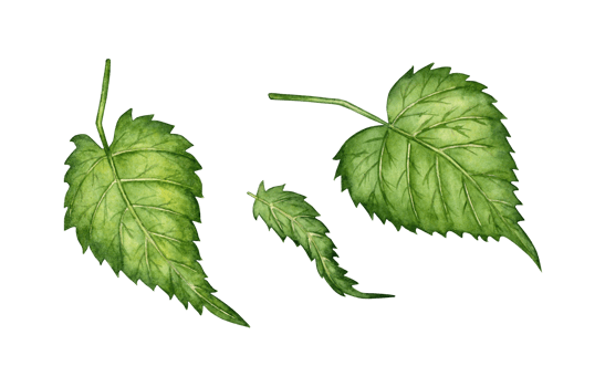Watercolor illustration of fresh green hop leaves for use in the brewing industry. Isolated malt. Compositions for posters, cards, banners, flyers, covers, playbills and other printed products. png