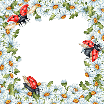 Watercolor illustration of a square frame of daisies, leaves with red ladybugs. Compositions for posters, cards, banners, flyers, covers, playbills and other printed products. isolated png