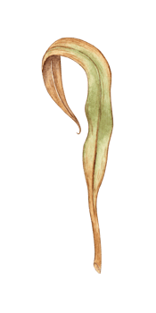 Watercolor illustration of a thin withered leaf of grass. Rare field herbs isolated. Suitable for the design of bed linen, clothing fabrics, wallpaper, paper and gift decoration. png