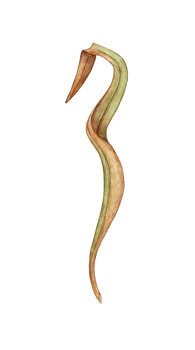 Watercolor illustration of a thin withered leaf of grass. Rare field herbs isolated. Suitable for the design of bed linen, clothing fabrics, wallpaper, paper and gift decoration. png