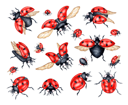 Watercolor illustration set of red ladybugs with black dots. flying insects isolated composition for kitchen, home decor, stationery, wedding invitations and clothing printing. png