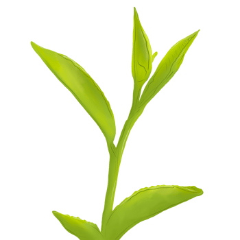Green tea leaves png