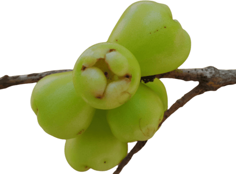 green guava on a branch png
