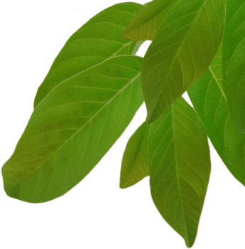 green leaf isolated on transparent background png