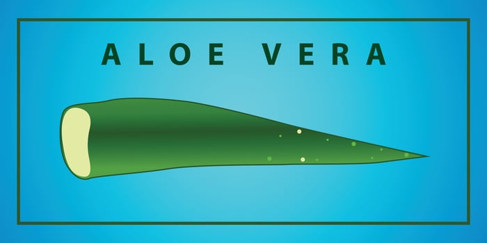 Vector Aloe Vera leaves and cut pieces with juice drops. Essence from aloe vera plant drips from stem.