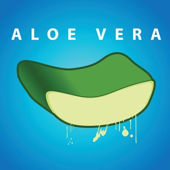 Vector Aloe Vera leaves and cut pieces with juice drops. Essence from aloe vera plant drips from stem.