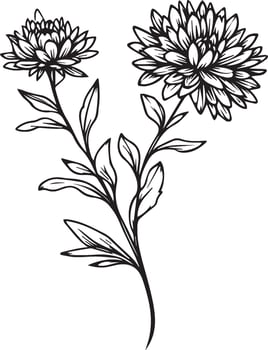 Realistic aster flower coloring pages, aste tattoo drawing, aster drawing, flower cluster drawing, Cute flower coloring pages, illustration vector art, black primrose tattoo anti-stress coloring page
