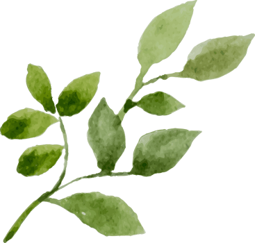 Watercolor Leaves Branches png