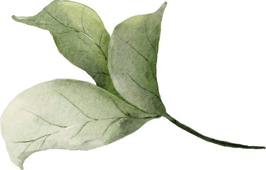 Rose Leaves Watercolor png