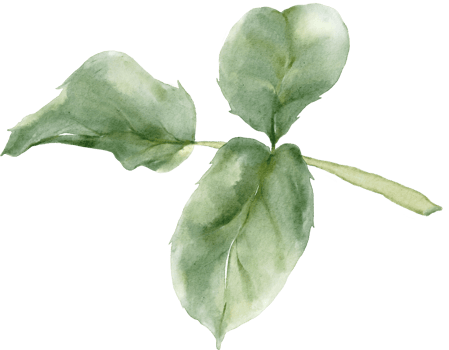 Rose Leaves Watercolor png