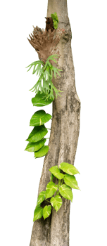 tree trunk with green plant creeper png
