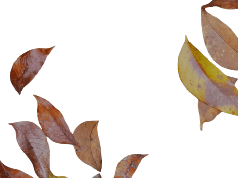 dried leaves isolated on transparent background png