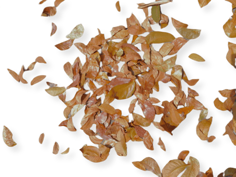 dried leaves isolated on transparent background png