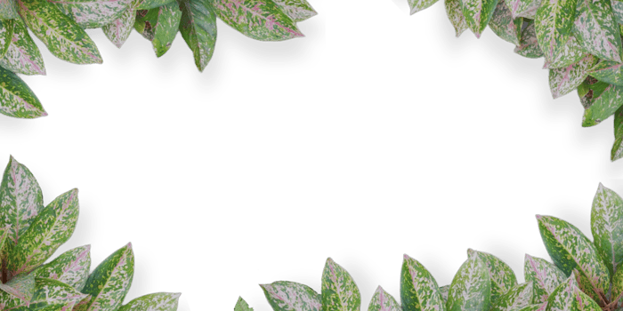 Plant frames with Copy space png