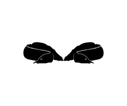 Silhouette of the fire eel, Mastacembelus erythrotaenia, is a relatively large species of spiny eel, can use for art Illustration, logo type, pictogram, website, or graphic design element. Vector
