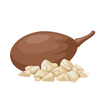 Vector illustration, dried baobab fruit, scientific name Adansonia digitata, isolated on white background.