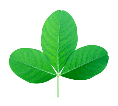 Green leaves pattern of tropical leaf plant isolated png