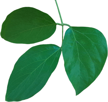 Jungle leaves isolated on transparent background png