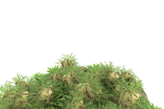 Realistic forest isolated on transparent background. 3d rendering - illustration png
