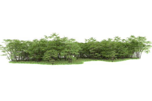 Realistic forest isolated on transparent background. 3d rendering - illustration png
