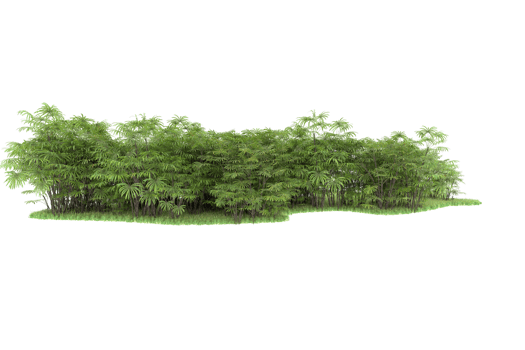 Realistic forest isolated on transparent background. 3d rendering - illustration png