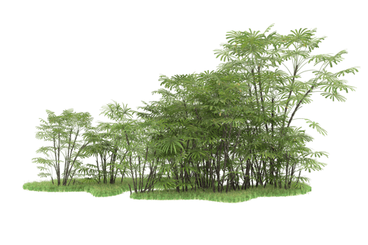 Realistic forest isolated on transparent background. 3d rendering - illustration png