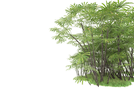 Realistic forest isolated on transparent background. 3d rendering - illustration png