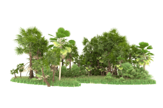 Realistic forest isolated on transparent background. 3d rendering - illustration png