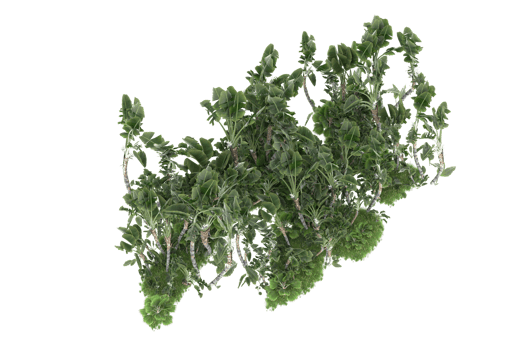 Realistic forest isolated on transparent background. 3d rendering - illustration png