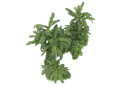 Realistic forest isolated on transparent background. 3d rendering - illustration png