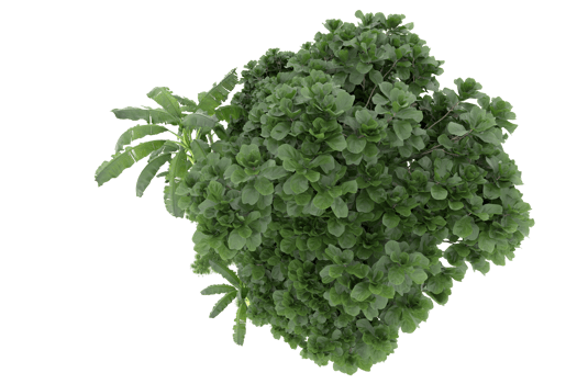 Realistic forest isolated on transparent background. 3d rendering - illustration png