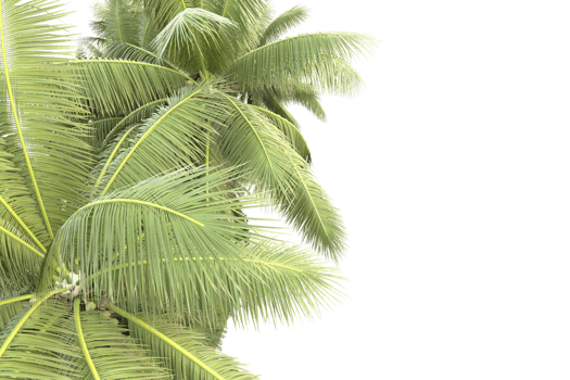 Realistic forest isolated on transparent background. 3d rendering - illustration png