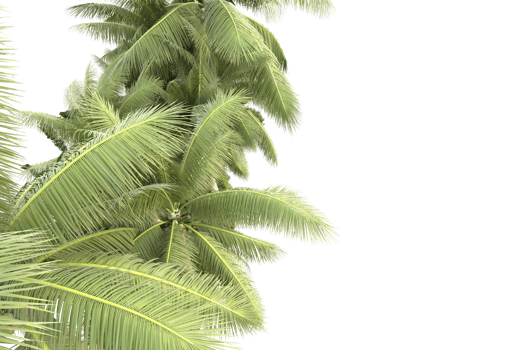 Realistic forest isolated on transparent background. 3d rendering - illustration png