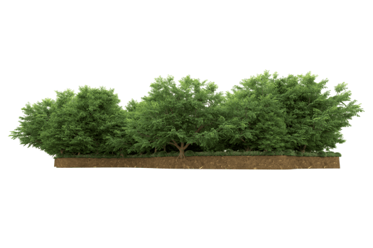 Realistic forest isolated on transparent background. 3d rendering - illustration png
