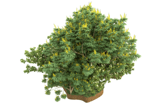 Realistic forest isolated on transparent background. 3d rendering - illustration png