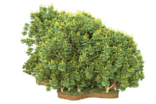 Realistic forest isolated on transparent background. 3d rendering - illustration png