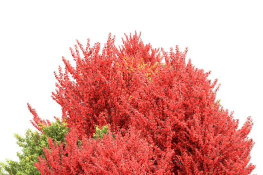 Realistic forest isolated on transparent background. 3d rendering - illustration png