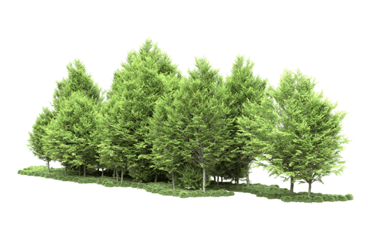Realistic forest isolated on transparent background. 3d rendering - illustration png