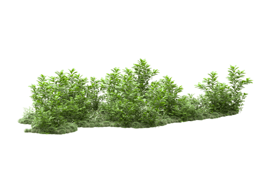 Realistic forest isolated on transparent background. 3d rendering - illustration png