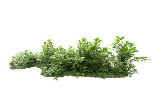 Realistic forest isolated on transparent background. 3d rendering - illustration png